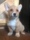 Pembroke Welsh Corgi Puppies for sale in Grove City, OH, USA. price: NA