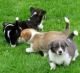 Pembroke Welsh Corgi Puppies for sale in Minneapolis, MN, USA. price: NA