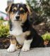 Pembroke Welsh Corgi Puppies for sale in Michigan Ave, Inkster, MI 48141, USA. price: NA