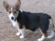 Pembroke Welsh Corgi Puppies for sale in Tuscarawas County, OH, USA. price: NA