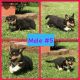 Pembroke Welsh Corgi Puppies for sale in Smiths Grove, KY 42171, USA. price: $825