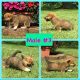 Pembroke Welsh Corgi Puppies for sale in Smiths Grove, KY 42171, USA. price: $825