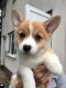 Pembroke Welsh Corgi Puppies for sale in Canal Winchester South Rd, Canal Winchester, OH 43110, USA. price: NA