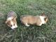 Pembroke Welsh Corgi Puppies for sale in Brookshire, TX 77423, USA. price: NA