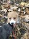 Pembroke Welsh Corgi Puppies for sale in Lima, OH, USA. price: $800