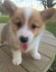 Pembroke Welsh Corgi Puppies for sale in West Valley City, UT, USA. price: $500