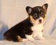 Pembroke Welsh Corgi Puppies for sale in Tinley Park, IL, USA. price: NA