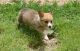 Pembroke Welsh Corgi Puppies for sale in Garden City, ID, USA. price: NA