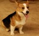 Pembroke Welsh Corgi Puppies for sale in Tuscarawas County, OH, USA. price: NA