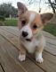 Pembroke Welsh Corgi Puppies for sale in Barrytown, NY 12507, USA. price: NA