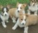 Pembroke Welsh Corgi Puppies for sale in Ashburnham, MA, USA. price: NA