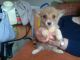 Pembroke Welsh Corgi Puppies for sale in Petaluma, CA 94953, USA. price: $650
