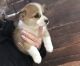 Pembroke Welsh Corgi Puppies for sale in Fall River, MA 02721, USA. price: $600