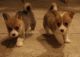 Pembroke Welsh Corgi Puppies for sale in Hayward, CA 94545, USA. price: NA