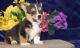 Pembroke Welsh Corgi Puppies for sale in San Diego, CA, USA. price: $500