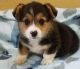 Pembroke Welsh Corgi Puppies for sale in Milwaukee, WI 53233, USA. price: $500