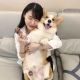 Pembroke Welsh Corgi Puppies for sale in Fort Wayne, IN, USA. price: NA