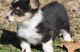 Pembroke Welsh Corgi Puppies for sale in Kansas City, KS, USA. price: $350