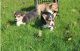 Pembroke Welsh Corgi Puppies for sale in Omaha, NE, USA. price: $350