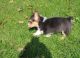 Pembroke Welsh Corgi Puppies for sale in Charles Town, WV 25414, USA. price: NA