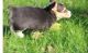 Pembroke Welsh Corgi Puppies for sale in Auburn, WA, USA. price: NA