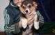 Pembroke Welsh Corgi Puppies for sale in Barre, VT 05641, USA. price: NA
