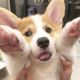 Pembroke Welsh Corgi Puppies for sale in Clarksville, TN, USA. price: NA
