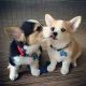 Pembroke Welsh Corgi Puppies for sale in Nebraska City, NE 68410, USA. price: $500