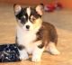 Pembroke Welsh Corgi Puppies for sale in Aztec, NM, USA. price: $500