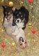 Pembroke Welsh Corgi Puppies for sale in Marietta, GA, USA. price: NA