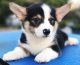 Pembroke Welsh Corgi Puppies for sale in Louisville, KY 40210, USA. price: $500