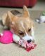 Pembroke Welsh Corgi Puppies for sale in Silver Spring, MD, USA. price: $350