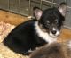 Pembroke Welsh Corgi Puppies for sale in Duluth, GA, USA. price: NA
