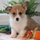 Pembroke Welsh Corgi Puppies for sale in Indianapolis, IN, USA. price: NA
