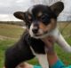 Pembroke Welsh Corgi Puppies for sale in Macomb, MI 48042, USA. price: $500