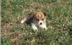 Pembroke Welsh Corgi Puppies for sale in Bethesda, MD, USA. price: $500