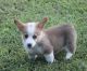 Pembroke Welsh Corgi Puppies for sale in Polvadera, NM 87828, USA. price: $500