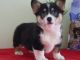 Pembroke Welsh Corgi Puppies for sale in Corpus Christi, TX, USA. price: NA