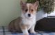 Pembroke Welsh Corgi Puppies for sale in Savannah, GA, USA. price: NA
