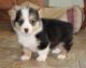 Pembroke Welsh Corgi Puppies for sale in Silver Spring, MD, USA. price: $650