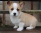 Pembroke Welsh Corgi Puppies for sale in Grand Rapids, MI, USA. price: NA