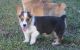 Pembroke Welsh Corgi Puppies for sale in New London, CT, USA. price: $350