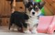 Pembroke Welsh Corgi Puppies for sale in Savannah, GA, USA. price: NA