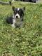 Pembroke Welsh Corgi Puppies for sale in Ringgold, VA 24586, USA. price: NA