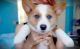 Pembroke Welsh Corgi Puppies for sale in Indianapolis, IN, USA. price: NA