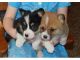 Pembroke Welsh Corgi Puppies for sale in Louisville, KY, USA. price: $500