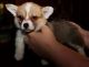 Pembroke Welsh Corgi Puppies for sale in Texas City, TX, USA. price: NA