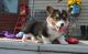 Pembroke Welsh Corgi Puppies for sale in Decatur, AL, USA. price: $350
