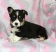 Pembroke Welsh Corgi Puppies for sale in Springfield, MA 01119, USA. price: NA