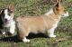 Pembroke Welsh Corgi Puppies for sale in Chandler, AZ, USA. price: NA